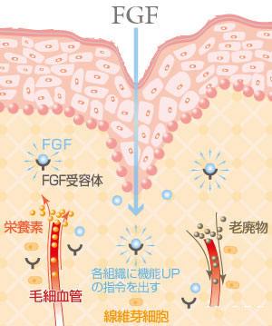 bFGF-碱性成纤维细胞生长因子.jpg